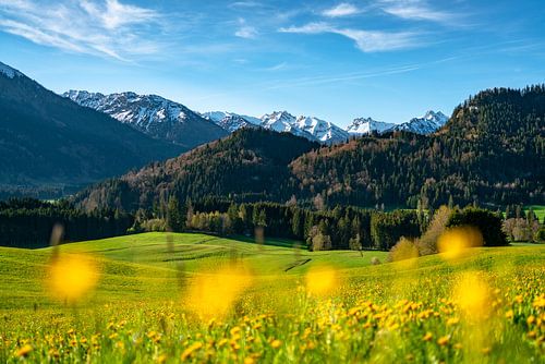 Bloemenweide boven de Oberallgäuer Alpen