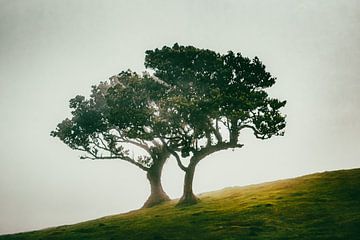 Feeëriek duo bomen op een mistige helling III | Fanal | Madeira | Reisfotografie van Daan Duvillier | Dsquared Photography