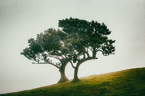 Duo d'arbres féeriques sur une pente brumeuse III | Fanal | Madère | Photographie de voyage