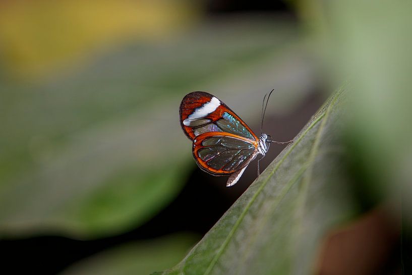 Glass butterfly with color palette in the wings by Inge Bogaards