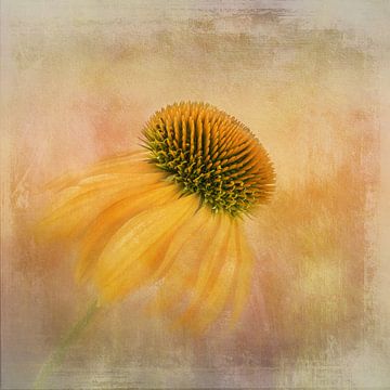 Echinacea in Yellow, Gaille Gray by 1x