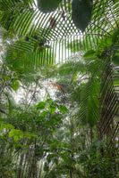 forêt tropicale, Équateur