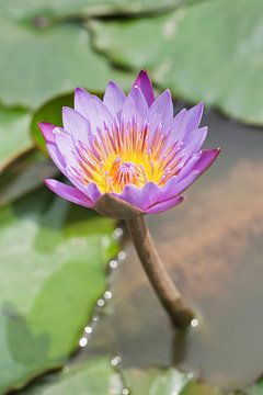 Lotus flower with pink petals in pond with green leaves by Tony Vingerhoets