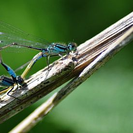 Paringswiel by Hannie de Graaff