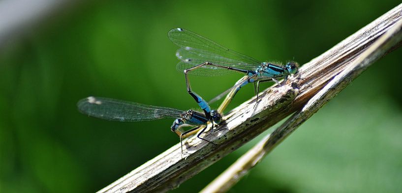 Paringswiel by Hannie de Graaff