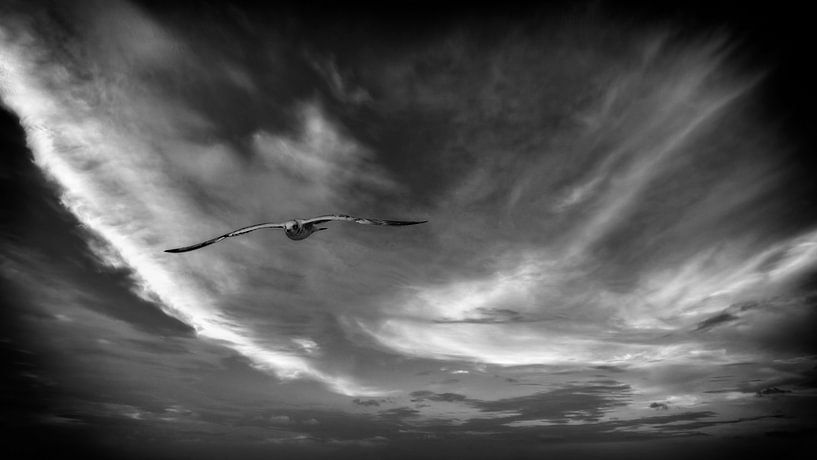Möwe in einem bedrohlichen Himmel von nol ploegmakers