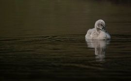 " Allein " von Frank Smedts