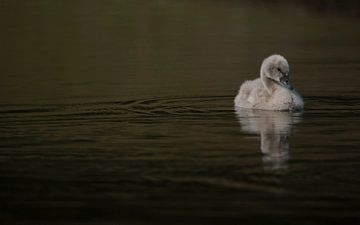 " Alone " by Frank Smedts