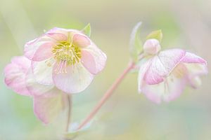 Rosa Frühlingsrose