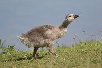 jonge grauwe gans in de lente langs het ijsselmeer