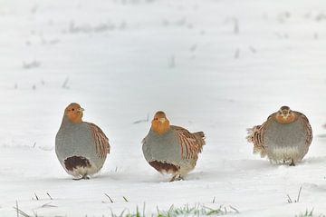 patrijzen op besneeuwde akker van Hans Hut