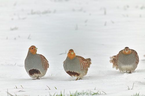 patrijzen op besneeuwde akker