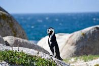 Pinguin in Kaapstad by Mylène Amoureus thumbnail