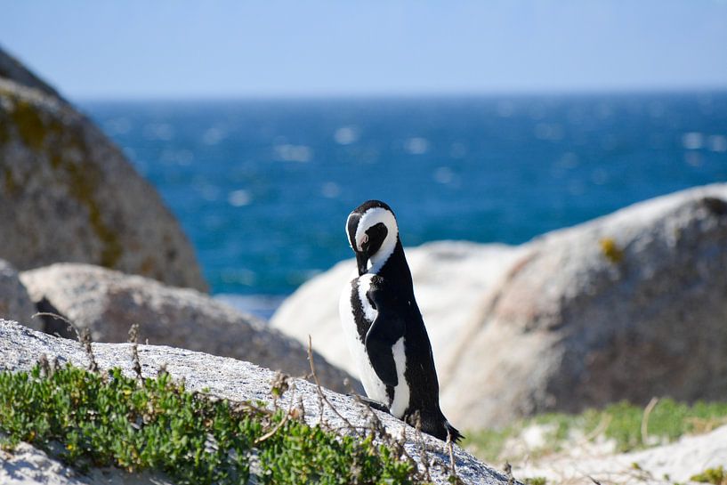 Pinguin in Kaapstad van Mylène Amoureus