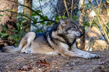 Wolf by Jack Van de Vin