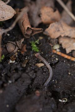 Ground worm van Novaii Emery