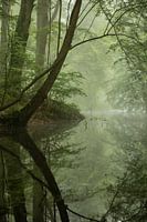 Jungle