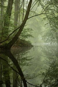 Jungle