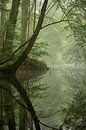 Jungle by Rob Willemsen photography thumbnail