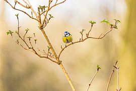 Blue tit by Edwin Kooren