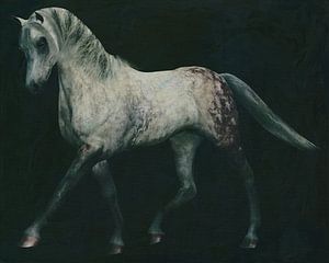 Pferde -Weißes Pferd bei einer Dressurübung
