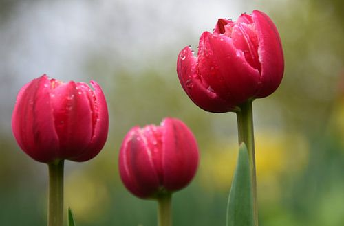 Tulpen im Garten von Claude Laprise