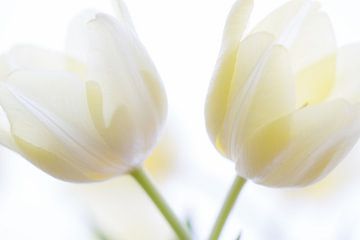 Tulpen in High Key van Ingrid Van Damme fotografie