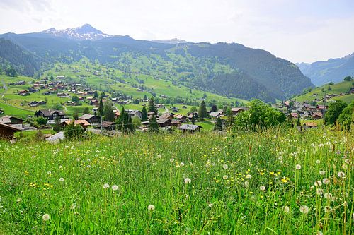 Wilde voorjaarsbloemen in Grindelwald