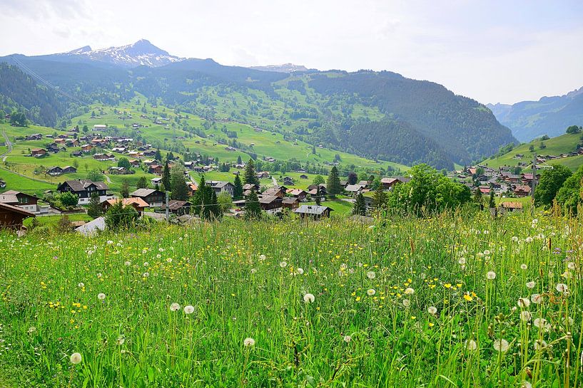 Frühlings-Wildblumen in Grindelwald von Frank's Awesome Travels