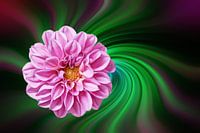 Pink dahlia against a colourful abstract background