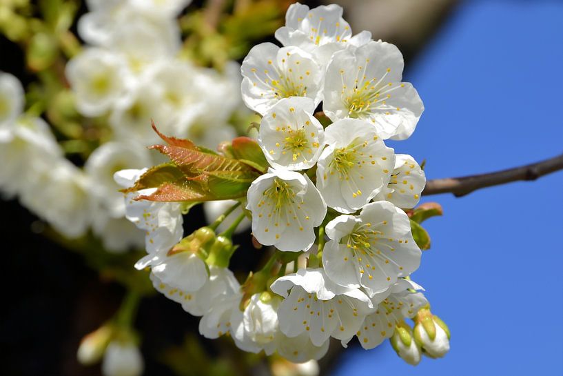 Kirschblüten von Heiko Kueverling