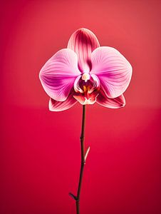 Nachtvlinder Orchidee Bloemen Portret van Virgil Quinn - Decorative Arts