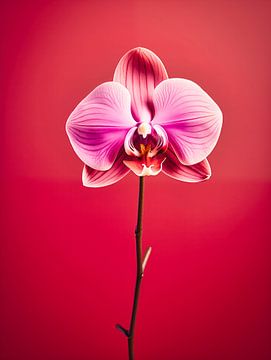 Motte Orchidee Blume Porträt von Virgil Quinn - Decorative Arts