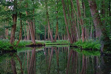 Spreewald-Impressie 4.0 van Ingo Laue