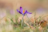 Frühling..! von Miranda van Hulst Miniaturansicht