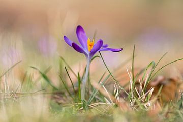 Frühling..! von Miranda van Hulst