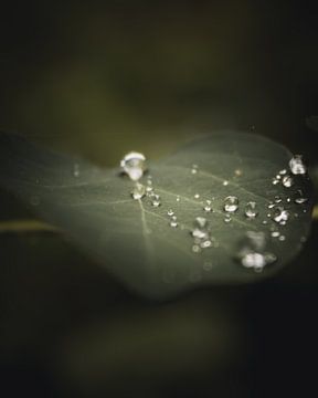 Droplet leaf dark & moody van Sandra Hazes