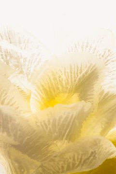 Witte fresia in ijs 3 van Marc Heiligenstein