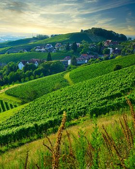 Forêt-Noire, Sasbachwalden II