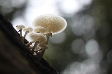 Mushroom at tree by Ruud Wijnands