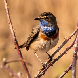 The Bluethroat by Rik Zwier