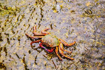 A crab in Thailand by Barbara Riedel
