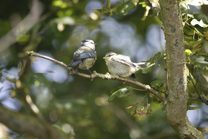 Blaumeise mit jungen von Cora Unk