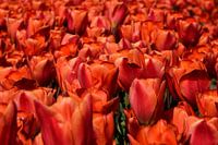 Nahaufnahme eines Blumenzwiebelfeldes mit roten Tulpen?