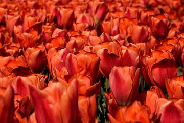 Close up van een bollenveld met rode tulpen van Corine Dekker