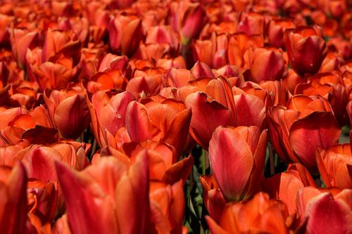 Close up van een bollenveld met rode tulpen?