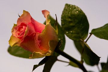 Tu donnes l'amour avec une rose sur Jolanda de Jong-Jansen