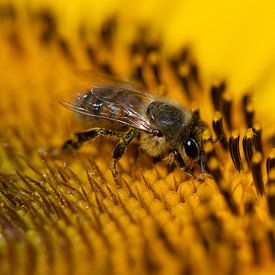 Bee on sunflowers by Ulrike Leone