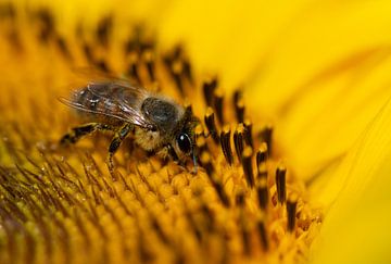 Bij op zonnebloemen van Ulrike Leone