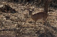 Kleine steenbok in Zuid-Afrika